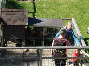 kinderboerderij