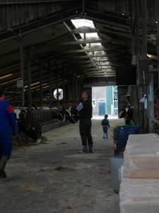 Bij de koeien Lars Kees   